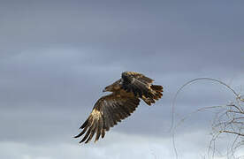 Aigle des steppes