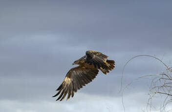 Aigle des steppes