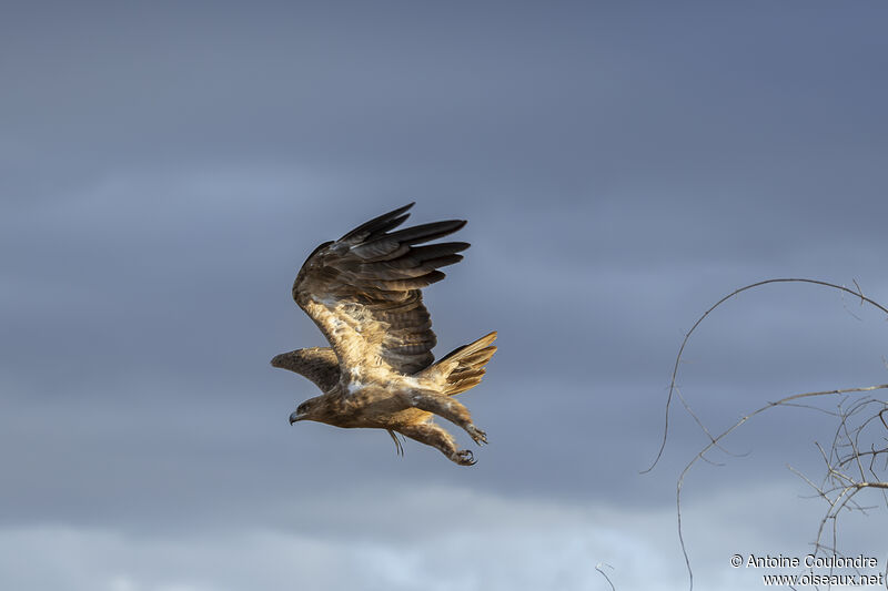 Aigle des steppes