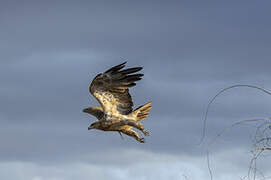 Aigle des steppes