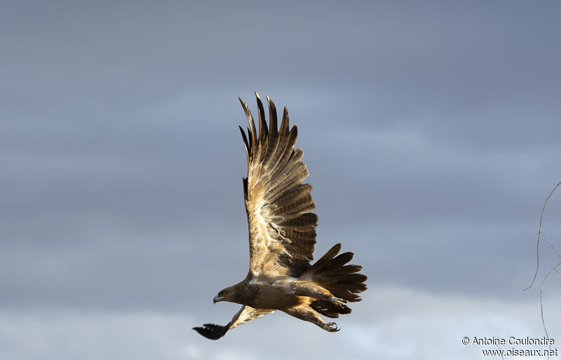 Aigle des steppes