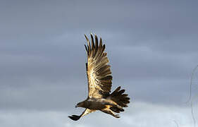 Steppe Eagle