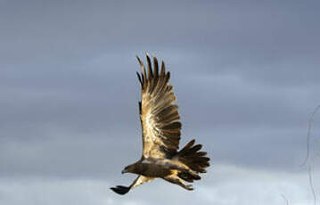 Aigle des steppes