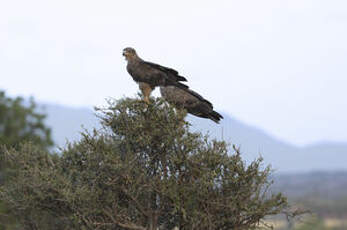 Aigle des steppes