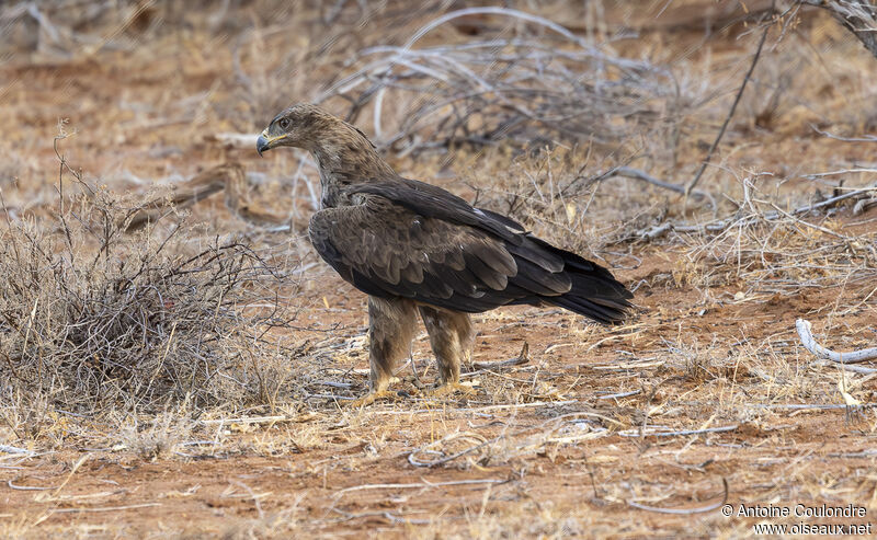 Aigle des steppesadulte, mange