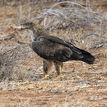 Aigle des steppes