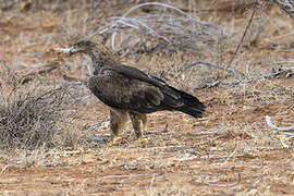 Aigle des steppes