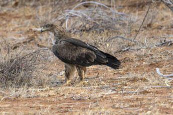 Aigle des steppes