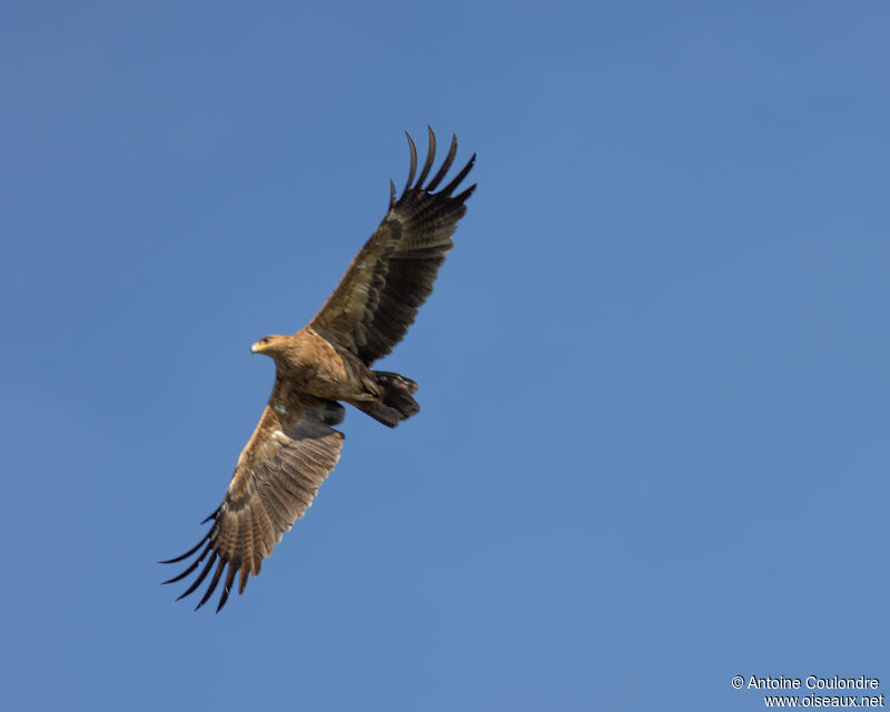 Steppe Eagleadult, Flight