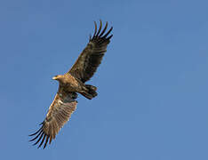 Steppe Eagle