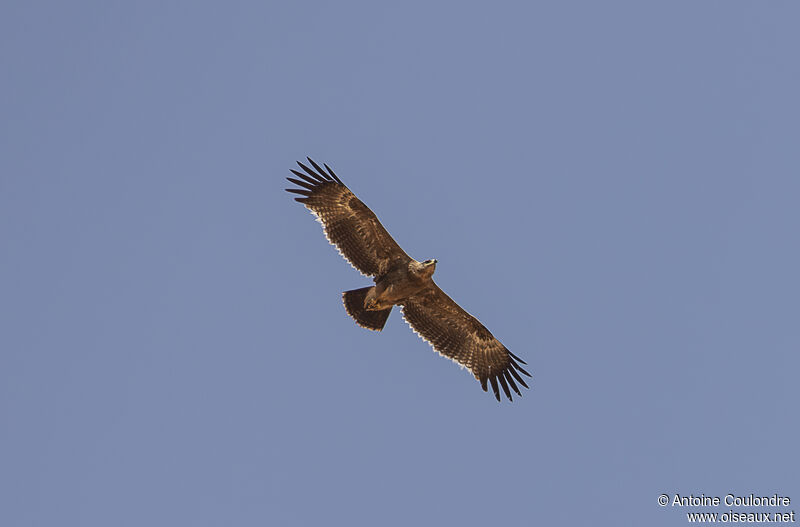 Aigle des steppes