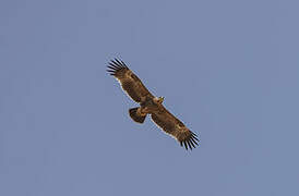 Steppe Eagle