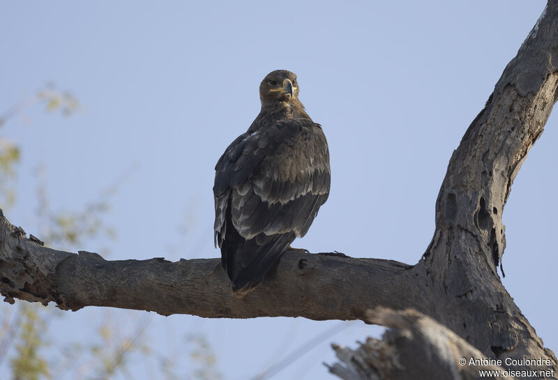 Aigle des steppesadulte