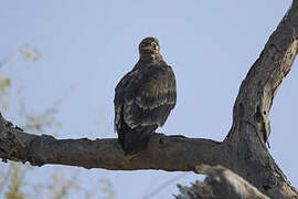 Steppe Eagle