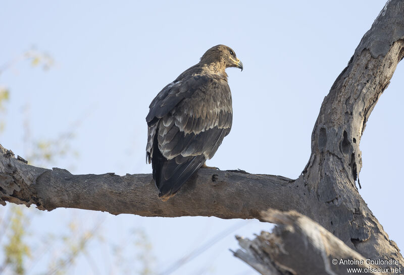 Aigle des steppesadulte