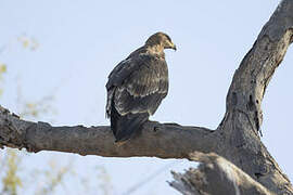 Steppe Eagle