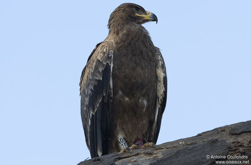 Aigle des steppesadulte