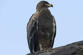 Steppe Eagle