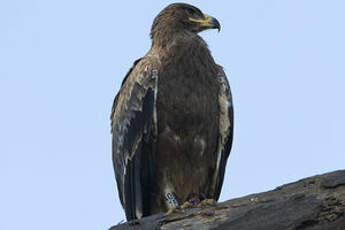 Aigle des steppes