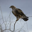 Aigle des steppes