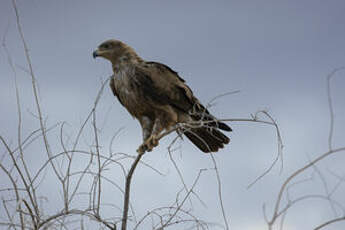 Aigle des steppes