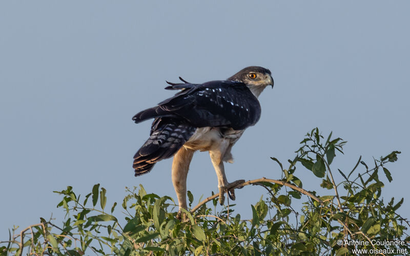 Aigle fasciéadulte