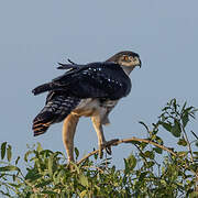 African Hawk-Eagle