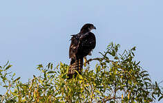 Aigle fascié