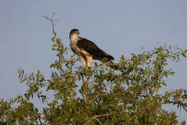 African Hawk-Eagle