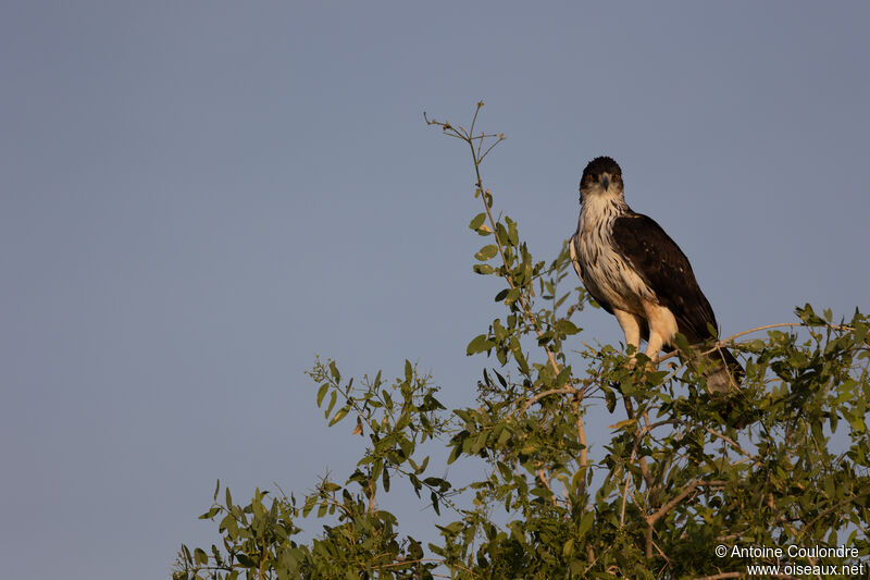 African Hawk-Eagle