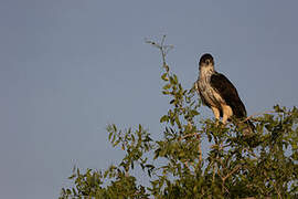 African Hawk-Eagle