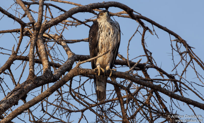 Aigle fasciéadulte