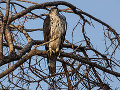 African Hawk-Eagle