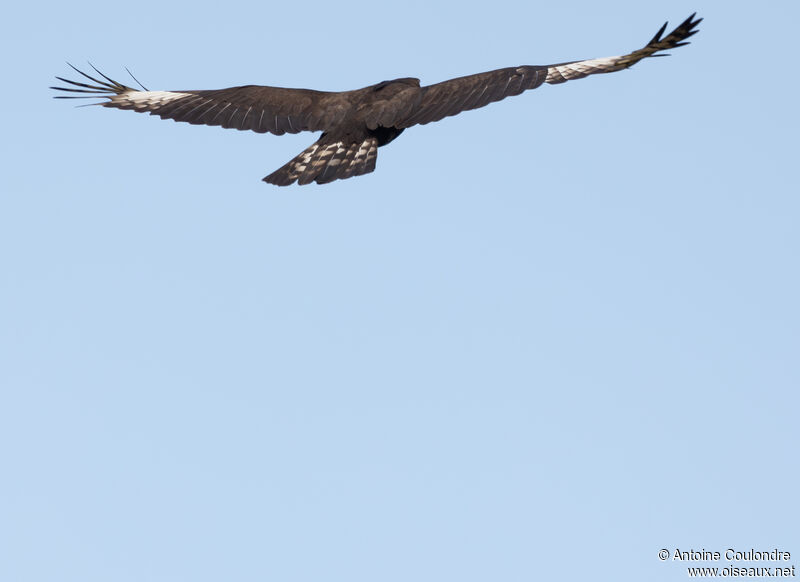 Long-crested Eagle