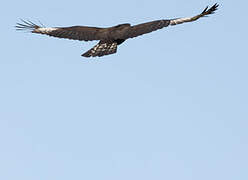 Long-crested Eagle