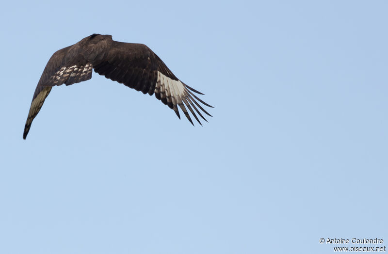 Long-crested Eagle