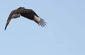 Long-crested Eagle