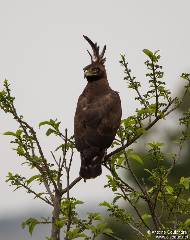 Long-crested Eagle