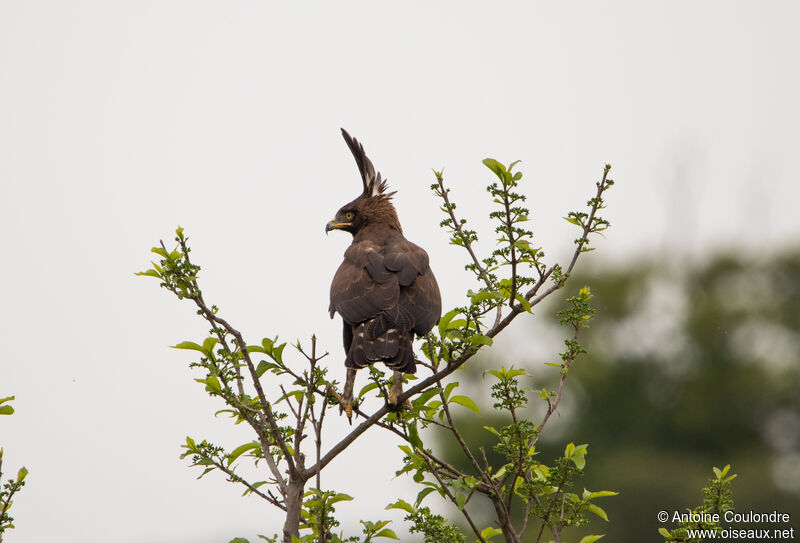 Long-crested Eagle