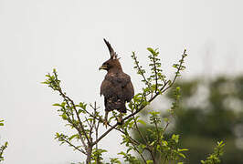 Long-crested Eagle