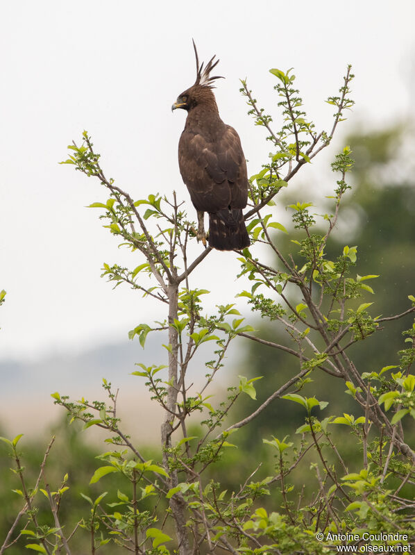 Aigle huppardadulte, habitat