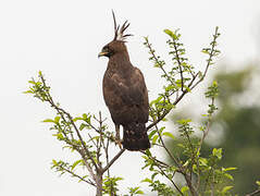 Long-crested Eagle