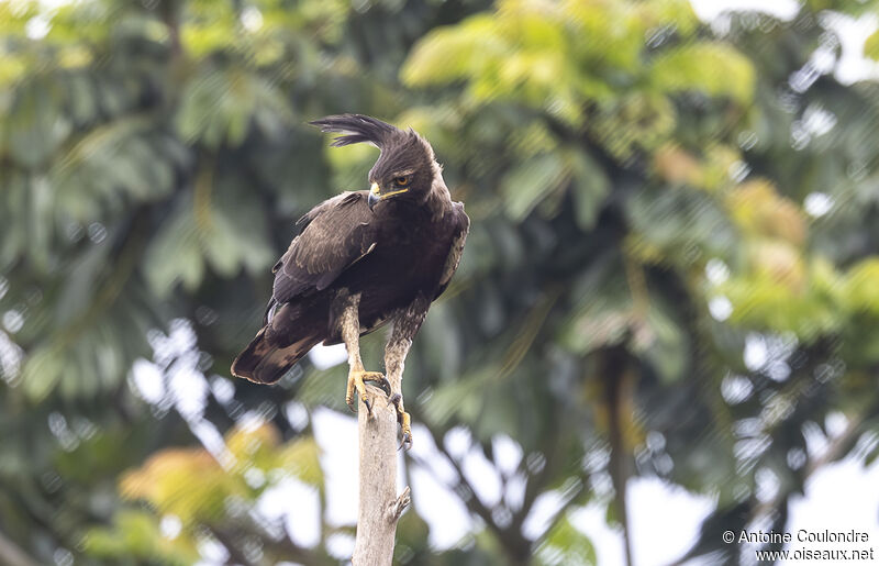 Long-crested Eagleadult, habitat