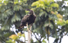 Long-crested Eagle