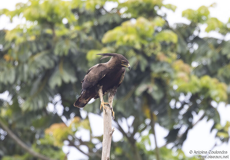 Long-crested Eagle