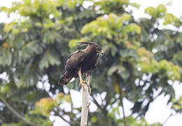 Long-crested Eagle