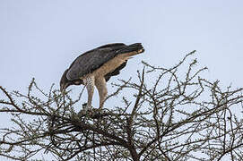 Martial Eagle