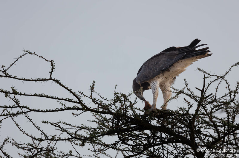 Martial Eagle