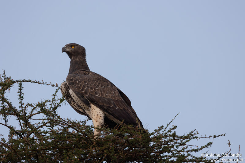 Martial Eagle