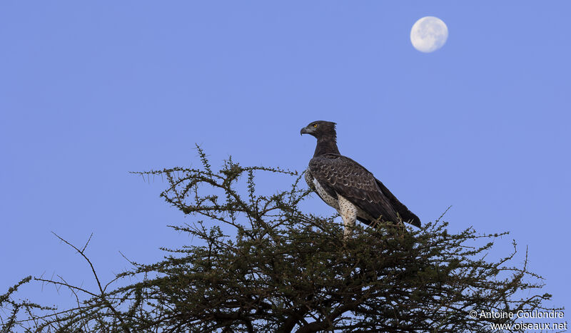 Martial Eagle